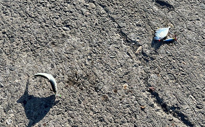 寒波到来＆暴風の浜名湖でダイソージグサビキを投げてみた　ヒイラギ入れ掛かりの謎