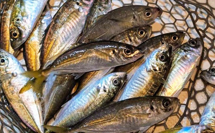 今シーズン絶不調の伊勢湾奥アジングに挑戦【アールホリック号】満月は釣れない？