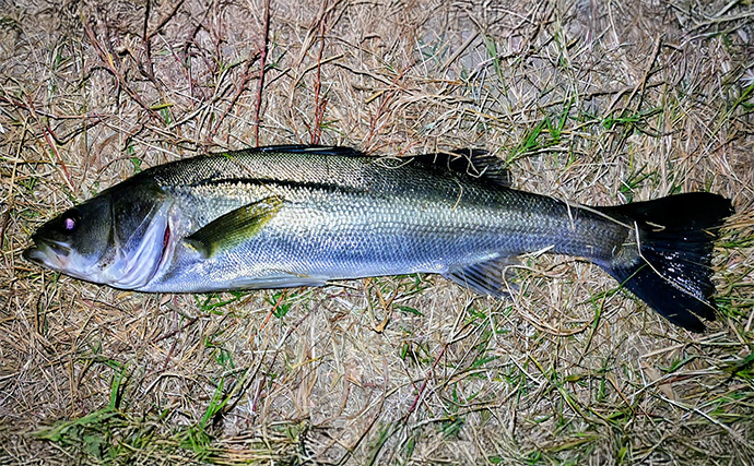 85cmランカー級シーバス獲った！【養老川】バチパターンが的中で本命連発