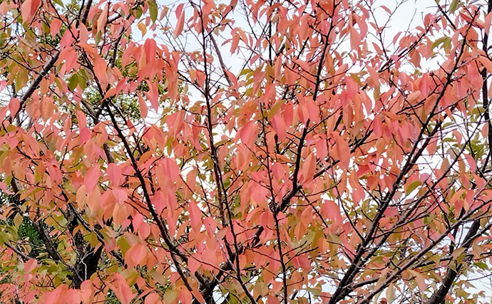 シーバスゲームでコノシロが入れ食い【千葉】63cmシーバスはゲスト扱い？