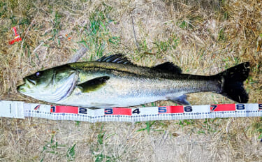 85cmランカー級シーバス獲った！【養老川】バチパターンが的中で本命連…