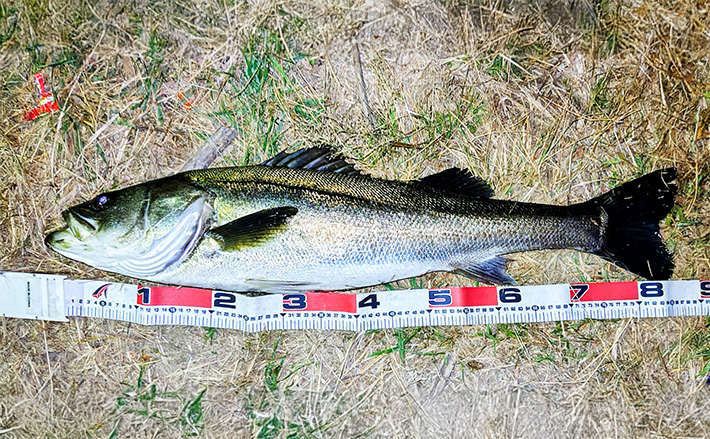 1dad099a2307b7afb3320afe243f19