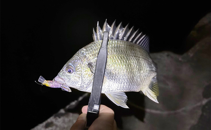 泉南エリアのメバリングで本命不発もセイゴにチヌ【大阪】 見えアジはジグ単を無視