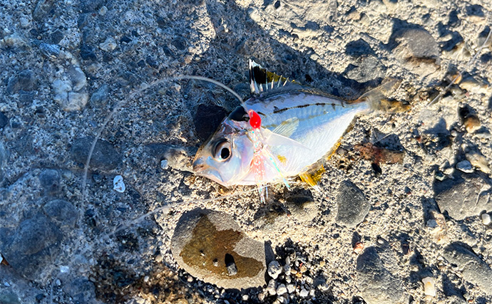 寒波到来＆暴風の浜名湖でダイソージグサビキを投げてみた　ヒイラギ入れ掛かりの謎