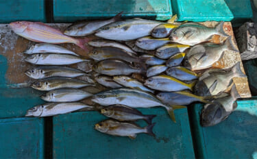 那智勝浦の天びん五目釣りで季節外れのウメイロが連発【和歌山】多彩な美味…