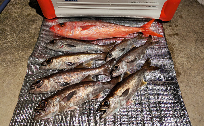 志摩沖の中深海ジギングで良型クロムツが連発！【へいみつ丸】ステイ