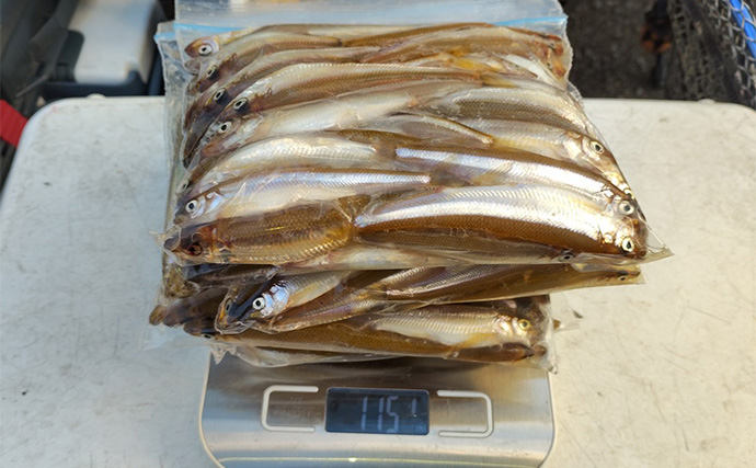 相模湖のボートワカサギ釣りで213尾手中！【神奈川】仕掛け変更と拾い釣り戦略が奏功