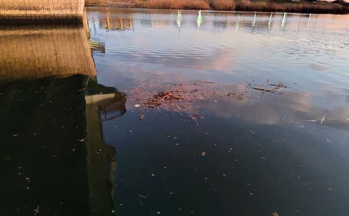 真冬の養老川で83cm「ランカー」シーバス浮上！　バイブレーションにヒット