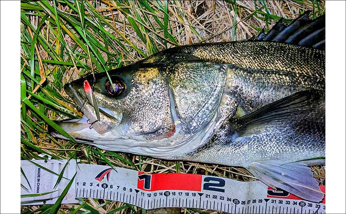 真冬の養老川で83cm「ランカー」シーバス浮上！　バイブレーションにヒット