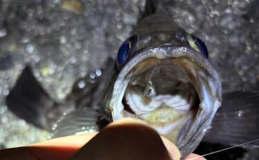 【もしもサカナと話ができたら】 釣り人がターゲットに聞いてみたい3つの…