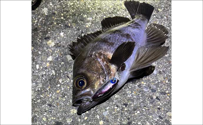 【もしもサカナと話ができたら】 釣り人がターゲットに聞いてみたい3つの質問