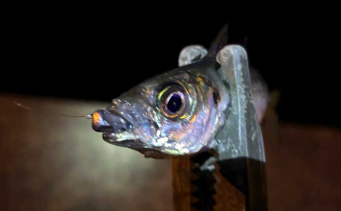 【もしもサカナと話ができたら】 釣り人がターゲットに聞いてみたい3つの質問