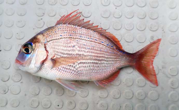 沼津沖ボート釣りでシロアマダイを狙う【静岡】 置き竿にアタリ連発の不思議