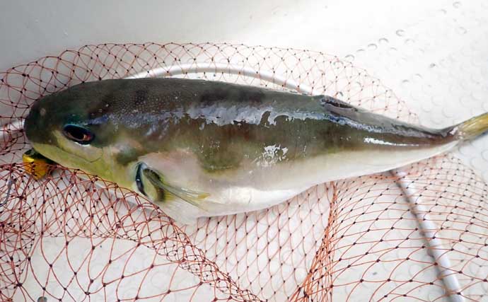 沼津沖ボート釣りでシロアマダイを狙う【静岡】 置き竿にアタリ連発の不思議