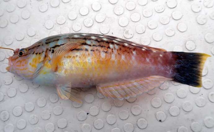 沼津沖ボート釣りでシロアマダイを狙う【静岡】 置き竿にアタリ連発の不思議