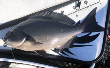 磯フカセ釣りで40cm級尾長＆口太グレ好捕【和歌山】 シマアジバラシに…