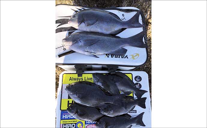 磯フカセ釣りで40cm級尾長＆口太グレ好捕【和歌山】 シマアジバラシに意気消沈