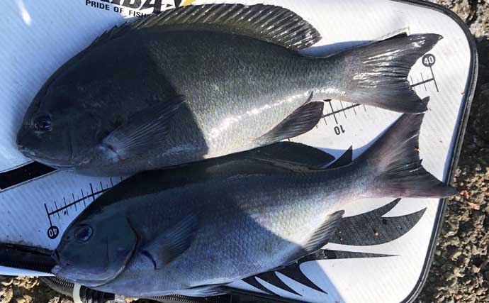 磯フカセ釣りで40cm級尾長＆口太グレ好捕【和歌山】 シマアジバラシに意気消沈