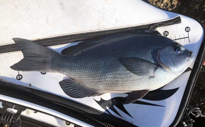 磯フカセ釣りで40cm級尾長＆口太グレ好捕【和歌山】 シマアジバラシに意気消沈