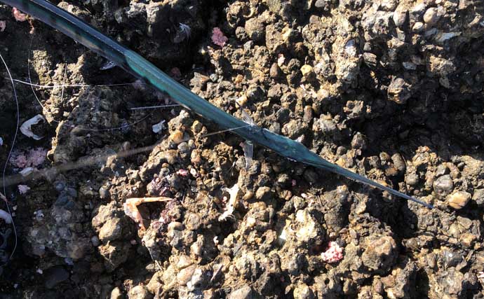 磯フカセ釣りで40cm級尾長＆口太グレ好捕【和歌山】 シマアジバラシに意気消沈