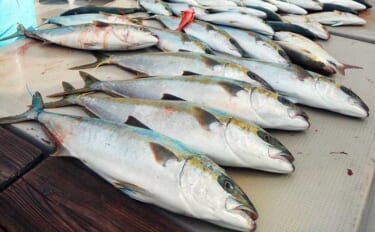 【沖釣り釣果速報】鷹島沖の落とし込み釣りでヒラマサ7.5kg浮上！青物…