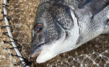 碧南釣り広場のウキフカセ釣り攻略：パイル周りでクロダイ38cm含む4匹…