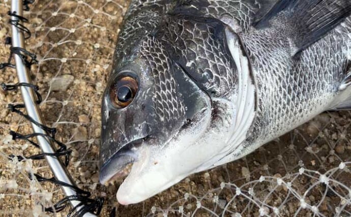 碧南釣り広場のウキフカセ釣り攻略：パイル周りでクロダイ38cm含む4匹キャッチ