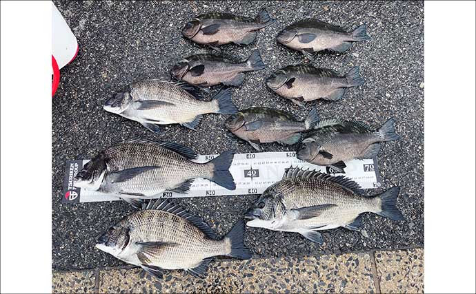 碧南釣り広場のウキフカセ釣り攻略：パイル周りでクロダイ38cm含む4匹キャッチ