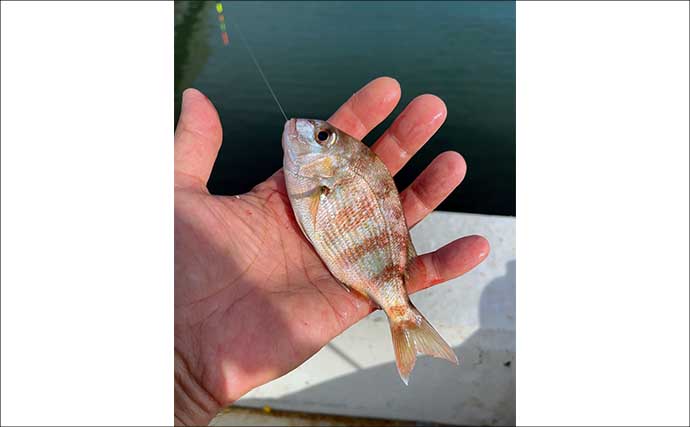 碧南釣り広場のウキフカセ釣り攻略：パイル周りでクロダイ38cm含む4匹キャッチ