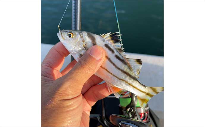 碧南釣り広場のウキフカセ釣り攻略：パイル周りでクロダイ38cm含む4匹キャッチ