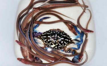 霞ヶ浦埠頭のチョイ投げ釣りでアナゴ17匹キャッチ！【三重】良型40cm…