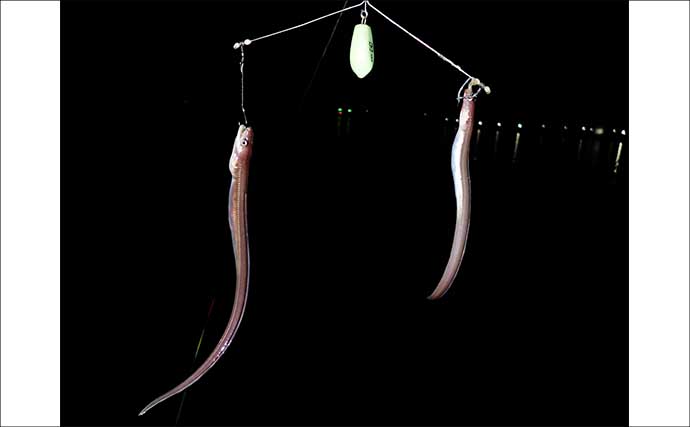 霞ヶ浦埠頭のチョイ投げ釣りでアナゴ17匹キャッチ！【三重】良型40cm超も浮上