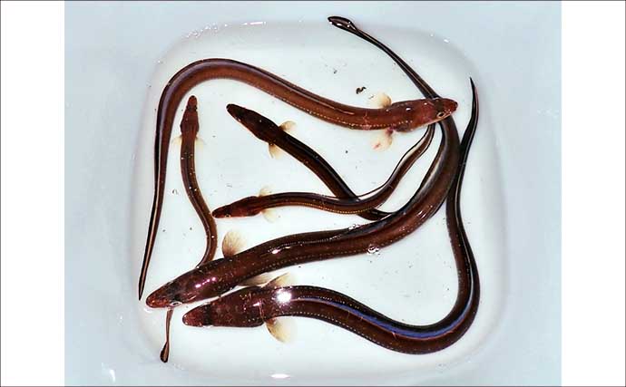 霞ヶ浦埠頭のチョイ投げ釣りでアナゴ17匹キャッチ！【三重】良型40cm超も浮上