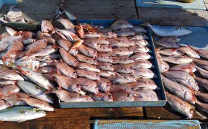 【沖釣り釣果速報】伊良湖沖の泳がせ釣りで57cm頭にヒラメ6匹手中！冬の高級魚が開幕好調（愛知）