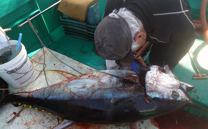 完全フカセ釣りで64kgキハダマグロをキャッチ！【和歌山・昌丸】船中マグロ乱舞
