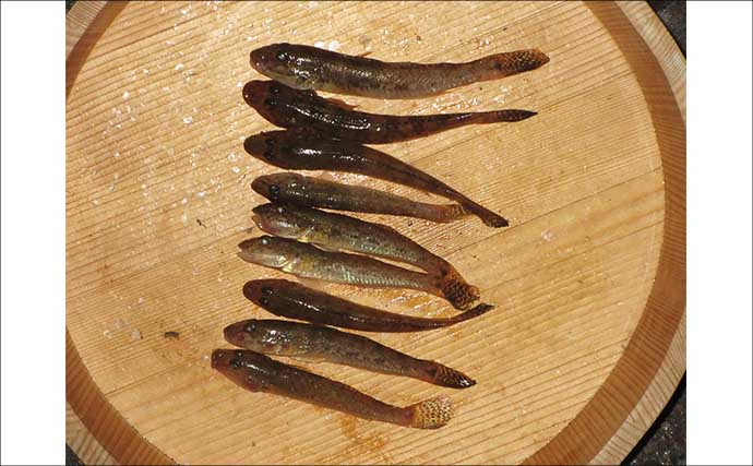 紀ノ川河口のハゼが復調の兆し　シーズン遅れなら年明けまで狙える可能性も