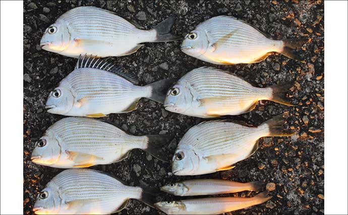 紀ノ川河口のハゼが復調の兆し　シーズン遅れなら年明けまで狙える可能性も