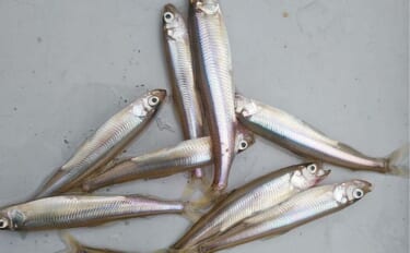 「朝から入れ食いで606尾！」精進湖のボートワカサギ釣りが好調継続【山…