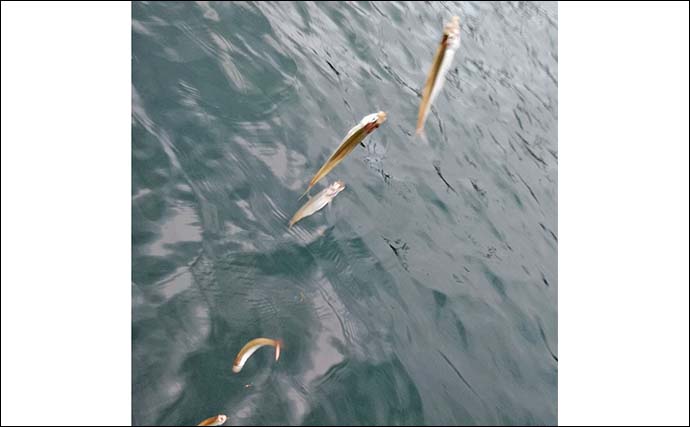 「朝から入れ食いで606尾！」精進湖のボートワカサギ釣りが好調継続【山梨】