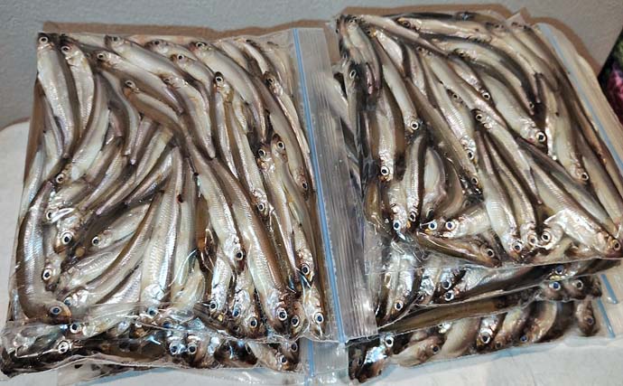 「朝から入れ食いで606尾！」精進湖のボートワカサギ釣りが好調継続【山梨】