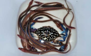 誰でもできるアナゴの夜釣り入門　必要タックル・釣り方・さばき方まで総ま…