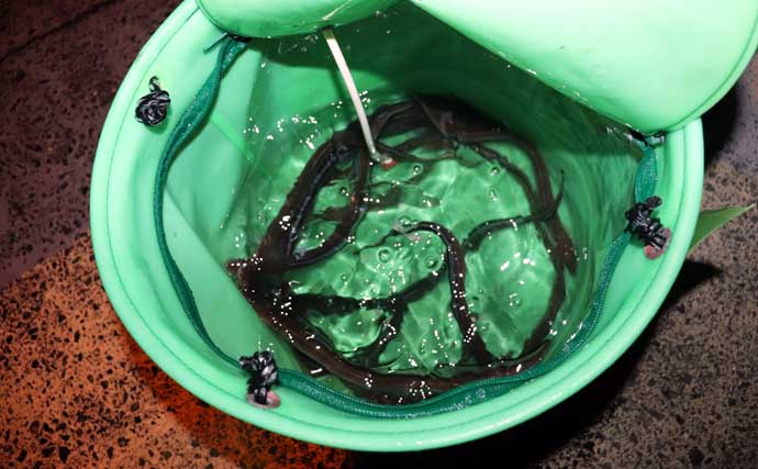 誰でもできるアナゴの夜釣り入門　必要タックル・釣り方・さばき方まで総まとめ