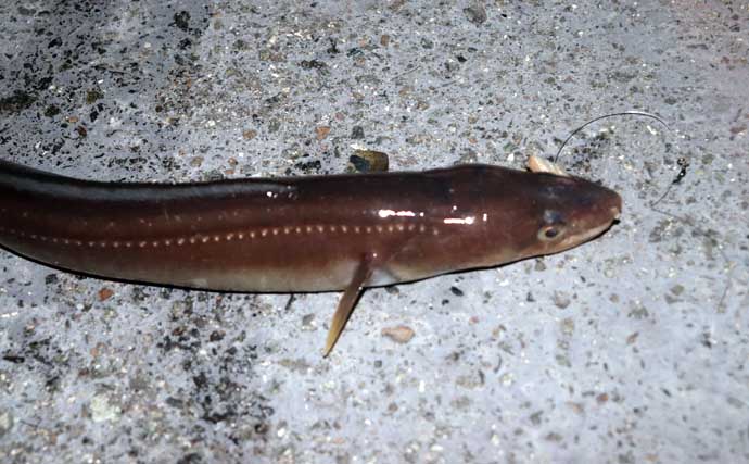 誰でもできるアナゴの夜釣り入門　必要タックル・釣り方・さばき方まで総まとめ