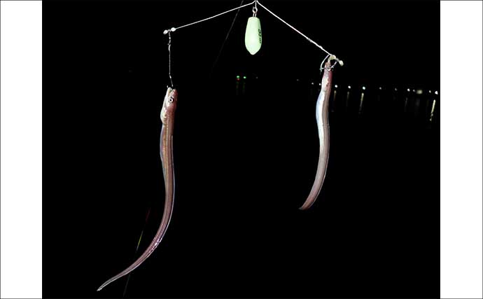 誰でもできるアナゴの夜釣り入門　必要タックル・釣り方・さばき方まで総まとめ