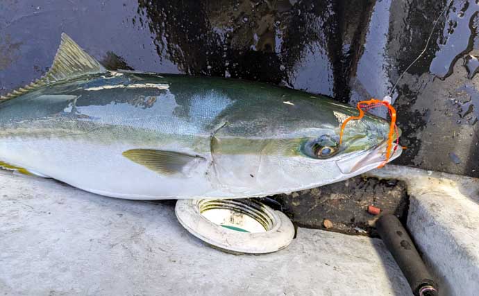 「50cmマダイ登場で大興奮！」鳥羽沖のタイラバ釣りでワラサ交じりの五目達成【三重】
