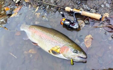 冬こそ楽しいトラウトゲーム！　 管理釣り場でクランクベイトを使いこなそ…