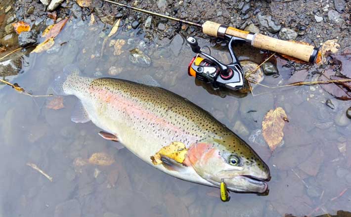 冬こそ楽しいトラウトゲーム！ 管理釣り場でクランクベイトを