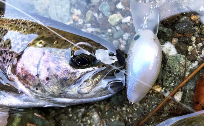 冬こそ楽しいトラウトゲーム！　 管理釣り場でクランクベイトを使いこなそう