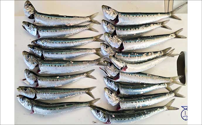 女川港のイワシサビキ釣りで2時間60尾の入れ食いを堪能【宮城】海面が騒ぐほどの群れ来襲