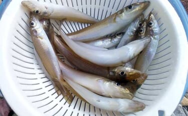 津屋崎海岸の投げ釣りで落ちギス好反応【福岡】近投中心で20cm級含み3…